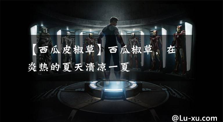 【西瓜皮椒草】西瓜椒草，在炎热的夏天清凉一夏