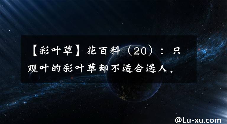 【彩叶草】花百科（20）：只观叶的彩叶草却不适合送人，知道它的植物文化吗