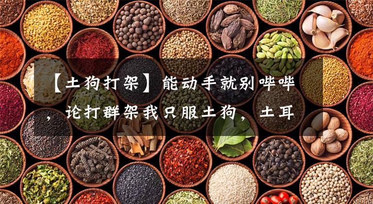 【土狗打架】能动手就别哔哔，论打群架我只服土狗，土耳其猛犬也不行