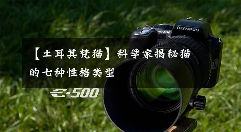 【土耳其梵猫】科学家揭秘猫的七种性格类型