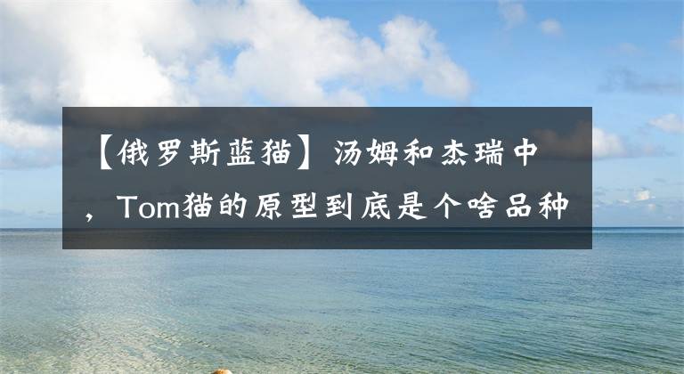 【俄罗斯蓝猫】汤姆和杰瑞中，Tom猫的原型到底是个啥品种的猫？