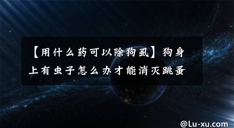 【用什么药可以除狗虱】狗身上有虫子怎么办才能消灭跳蚤？