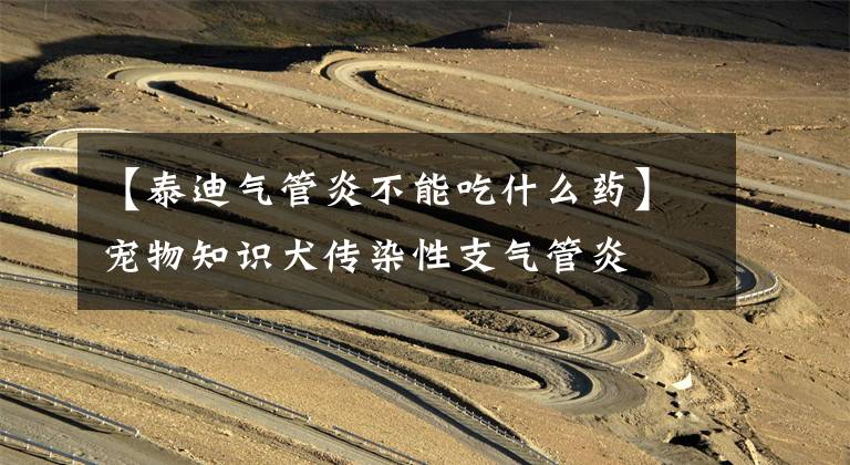 【泰迪气管炎不能吃什么药】宠物知识犬传染性支气管炎