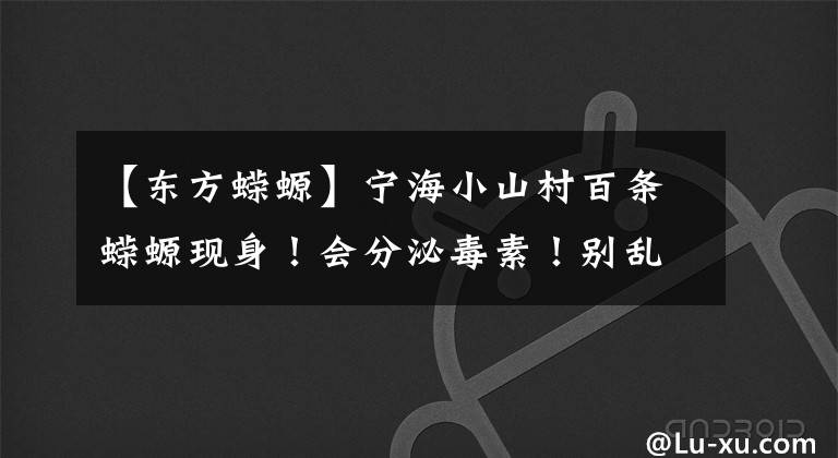 【东方蝾螈】宁海小山村百条蝾螈现身！会分泌毒素！别乱捉！