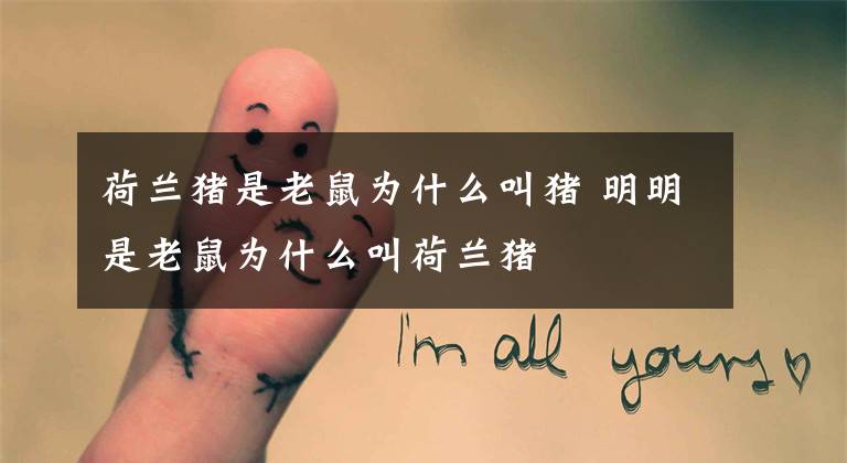 荷兰猪是老鼠为什么叫猪 明明是老鼠为什么叫荷兰猪