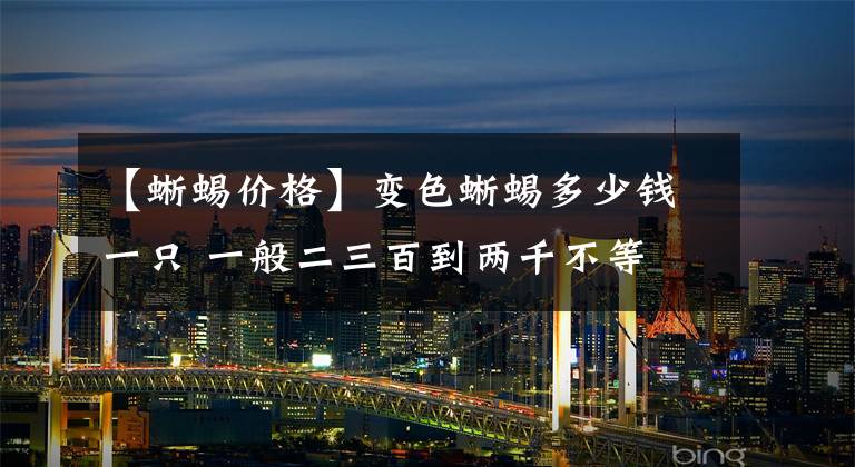 【蜥蜴价格】变色蜥蜴多少钱一只 一般二三百到两千不等