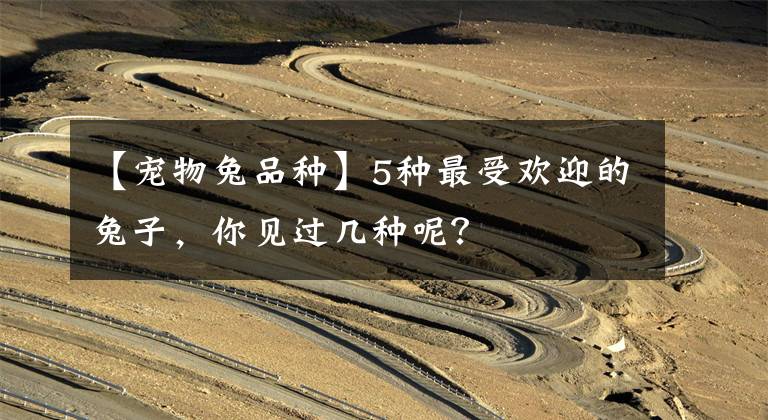 【宠物兔品种】5种最受欢迎的兔子,你见过几种呢?