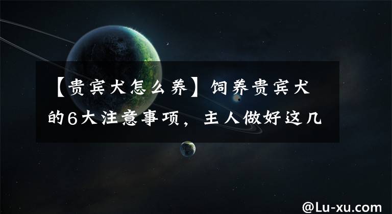 【贵宾犬怎么养】饲养贵宾犬的6大注意事项，主人做好这几点，能减少许多麻烦问题