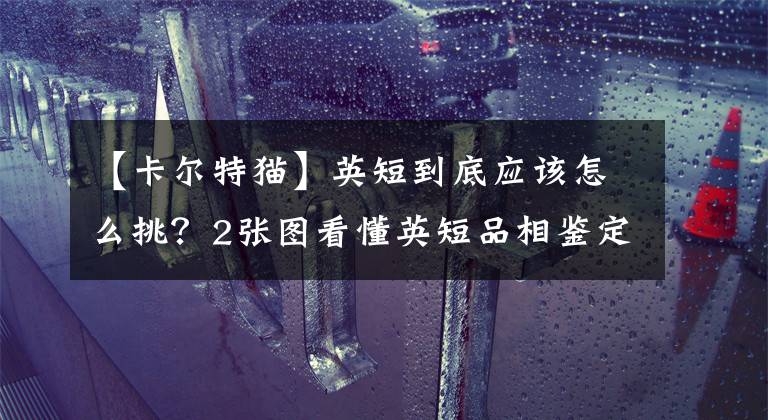 【卡尔特猫】英短到底应该怎么挑?2张图看懂英短品相鉴定