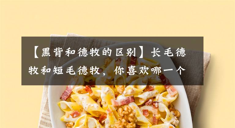 【黑背和德牧的区别】长毛德牧和短毛德牧，你喜欢哪一个？