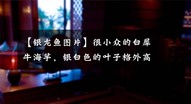 【银龙鱼图片】很小众的白犀牛海芋，银白色的叶子格外高档，让人忍不住“剁手”