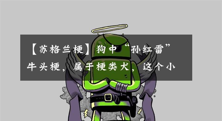 【苏格兰梗】狗中“孙红雷”牛头梗,属于梗类犬,这个小众群体有怎样的魅力?