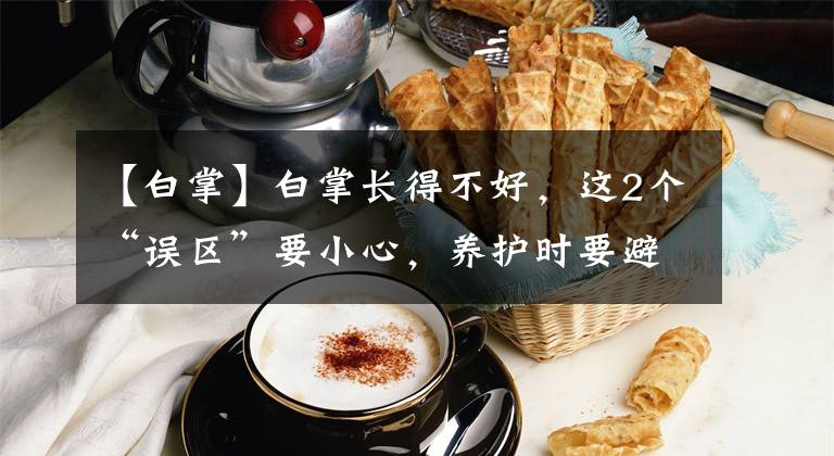 【白掌】白掌长得不好,这2个“误区”要小心,养护时要避开