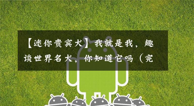 【迷你贵宾犬】我就是我,趣谈世界名犬,你知道它吗(完结篇)