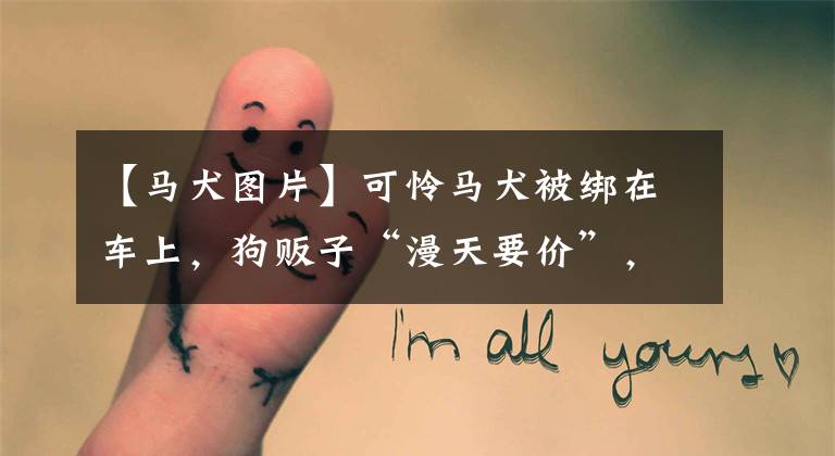 【马犬图片】可怜马犬被绑在车上,狗贩子“漫天要价”,男子却仍花1000买下