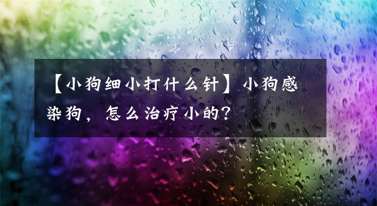 【小狗细小打什么针】小狗感染狗,怎么治疗小的?