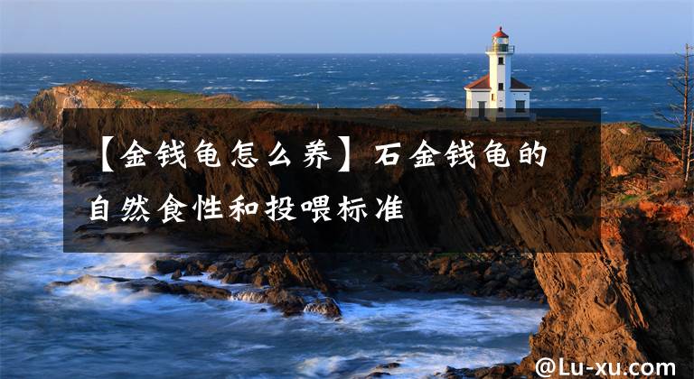 【金钱龟怎么养】石金钱龟的自然食性和投喂标准