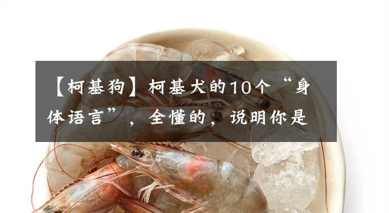 【柯基狗】柯基犬的10个“身体语言”,全懂的,说明你是合格的铲屎官