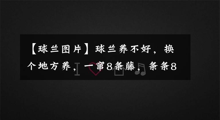 【球兰图片】球兰养不好，换个地方养，一窜8条藤，条条8米长，挂满大花球