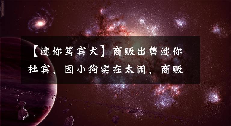 【迷你笃宾犬】商贩出售迷你杜宾，因小狗实在太闹，商贩都没空搭理买主！