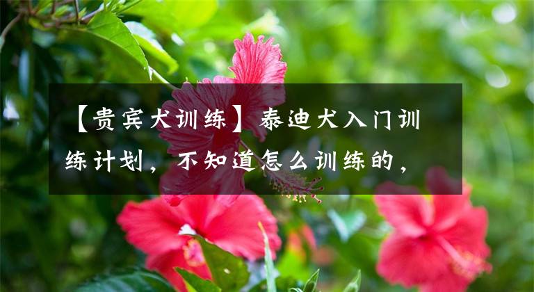 【贵宾犬训练】泰迪犬入门训练计划，不知道怎么训练的，可以看过来！