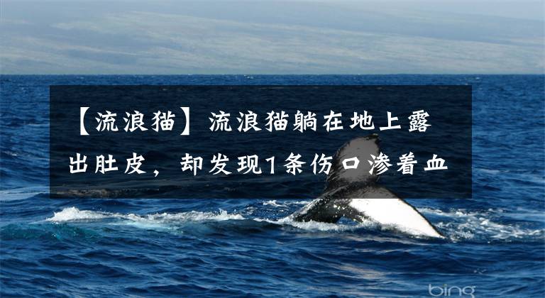 【流浪猫】流浪猫躺在地上露出肚皮,却发现1条伤口渗着血:这应该很疼吧?