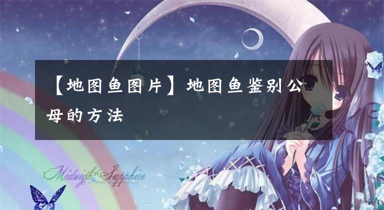 【地图鱼图片】地图鱼鉴别公母的方法