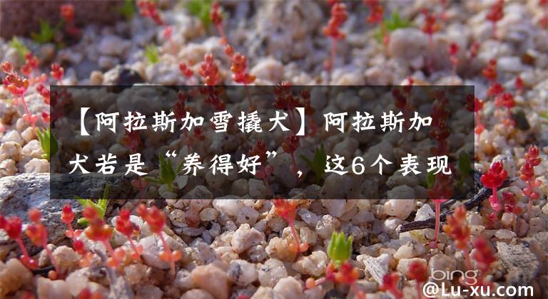 【阿拉斯加雪撬犬】阿拉斯加犬若是“养得好”，这6个表现会很明显