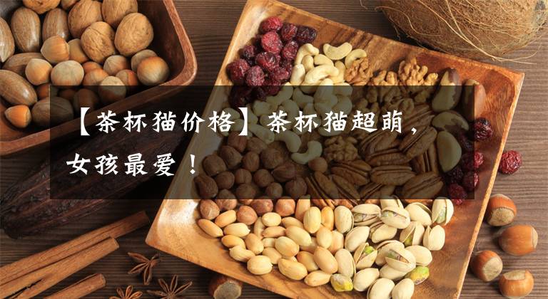 【茶杯猫价格】茶杯猫超萌，女孩最爱！