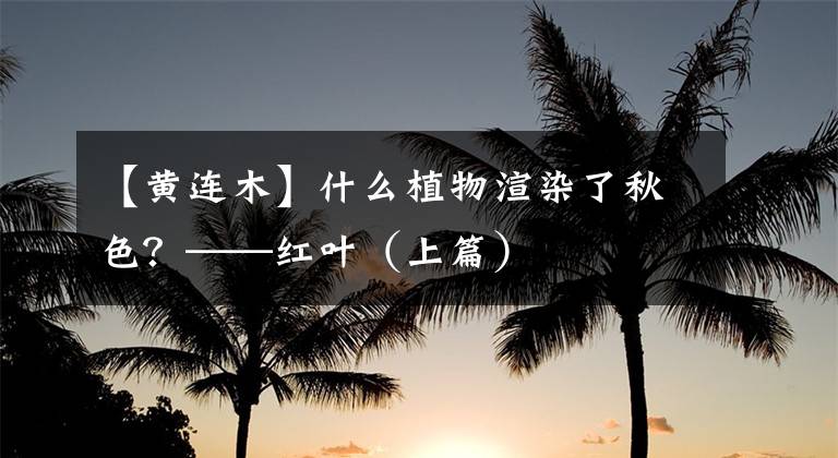 【黄连木】什么植物渲染了秋色？——红叶（上篇）