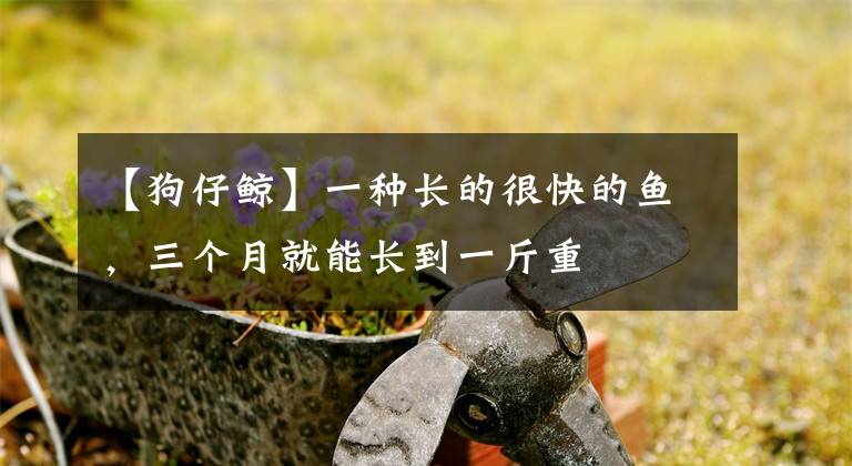 【狗仔鲸】一种长的很快的鱼,三个月就能长到一斤重
