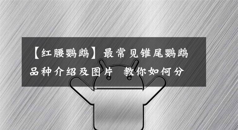【红腰鹦鹉】最常见锥尾鹦鹉品种介绍及图片 教你如何分辨鹦鹉高中低趴！收藏