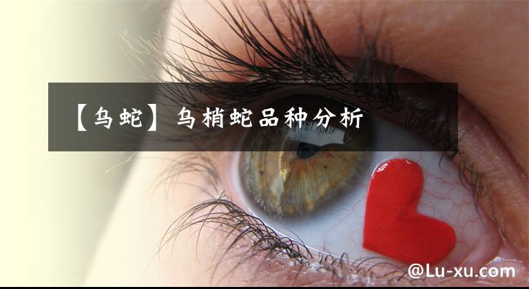 【乌蛇】乌梢蛇品种分析