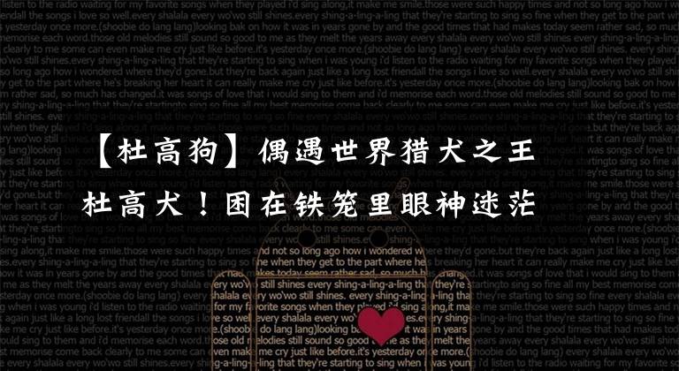 【杜高狗】偶遇世界猎犬之王杜高犬！困在铁笼里眼神迷茫，让人感到寒心