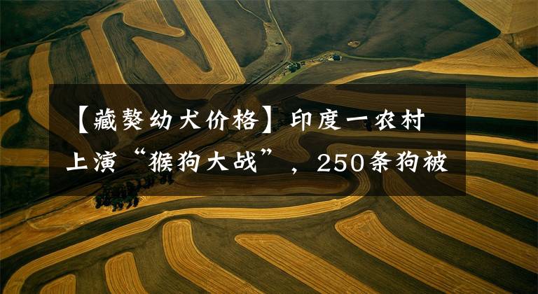 【藏獒幼犬价格】印度一农村上演“猴狗大战”,250条狗被摔死,藏獒能打过猴子吗