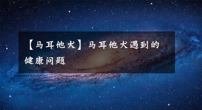 【马耳他犬】马耳他犬遇到的健康问题