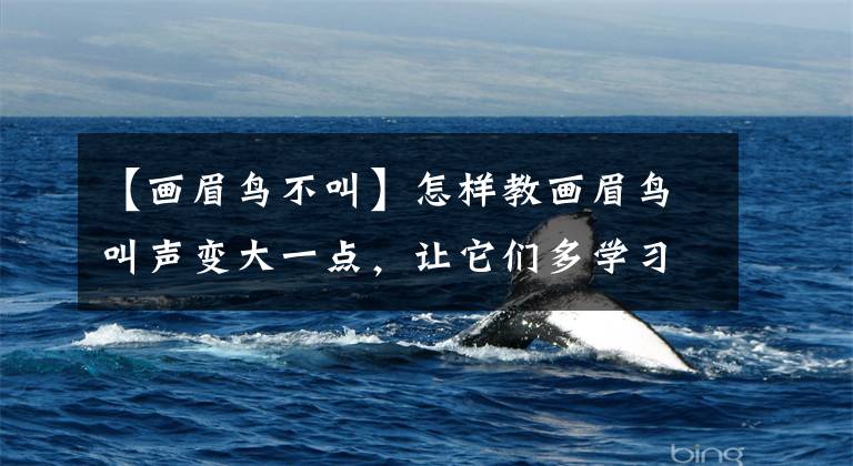 【画眉鸟不叫】怎样教画眉鸟叫声变大一点，让它们多学习其他动物的声音