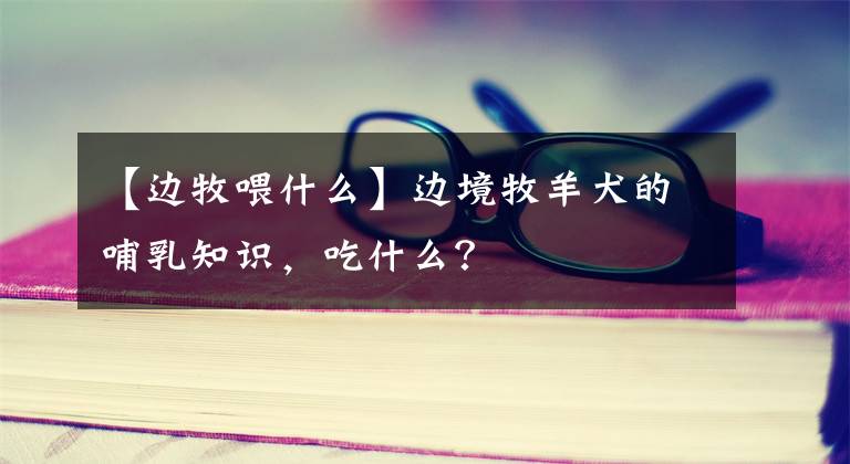 【边牧喂什么】边境牧羊犬的哺乳知识,吃什么?