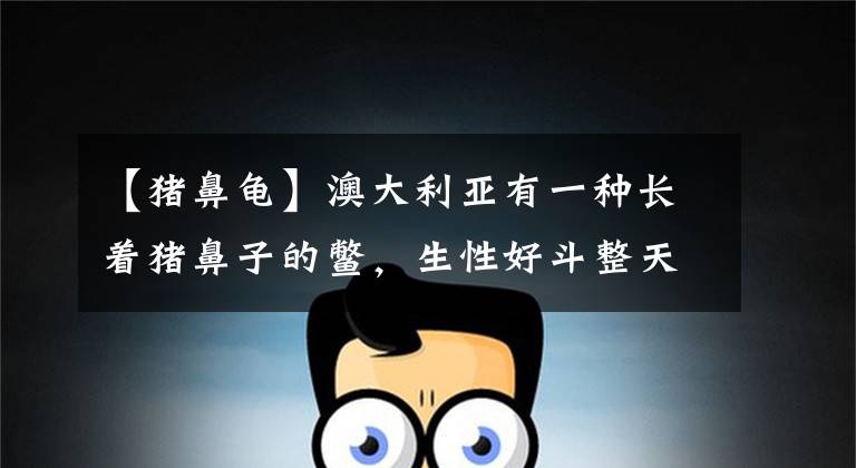 【猪鼻龟】澳大利亚有一种长着猪鼻子的鳖，生性好斗整天都在打架