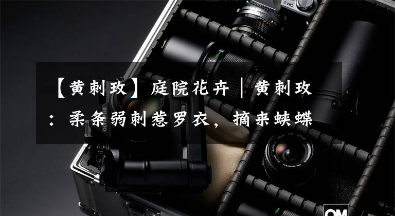 【黄刺玫】庭院花卉|黄刺玫:柔条弱刺惹罗衣,摘来蛱蝶犹相逐