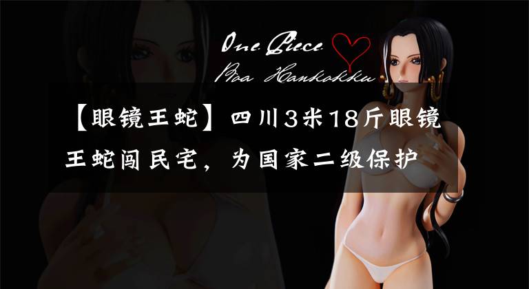 【眼镜王蛇】四川3米18斤眼镜王蛇闯民宅,为国家二级保护动物,究竟能不能打