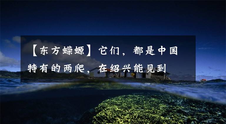 【东方蝾螈】它们，都是中国特有的两爬，在绍兴能见到