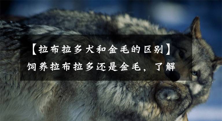 【拉布拉多犬和金毛的区别】饲养拉布拉多还是金毛，了解它们之间的差别，并不难抉择