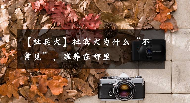 【杜兵犬】杜宾犬为什么“不常见”,难养在哪里