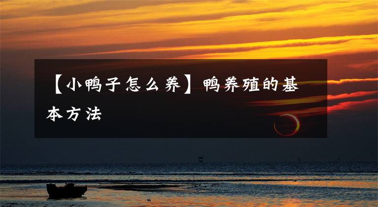 【小鸭子怎么养】鸭养殖的基本方法