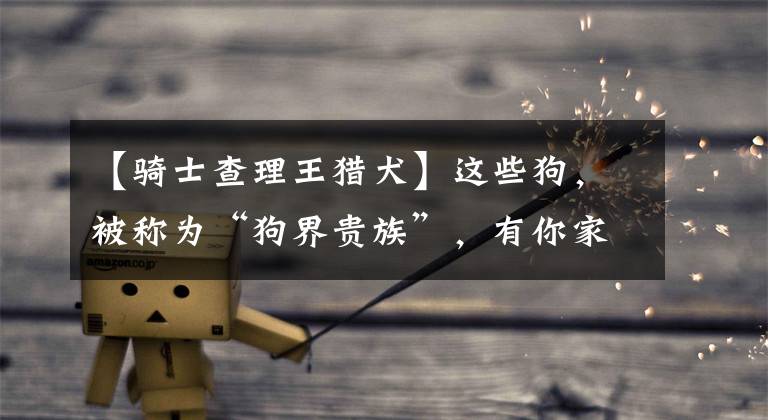 【骑士查理王猎犬】这些狗，被称为“狗界贵族”，有你家的吗？