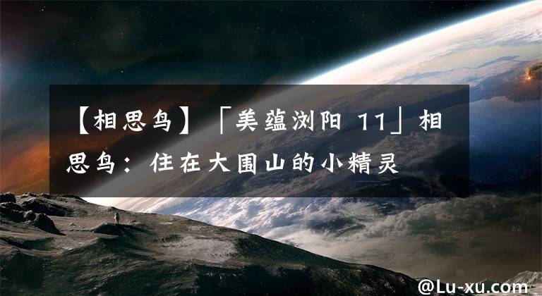【相思鸟】「美蕴浏阳 11」相思鸟:住在大围山的小精灵
