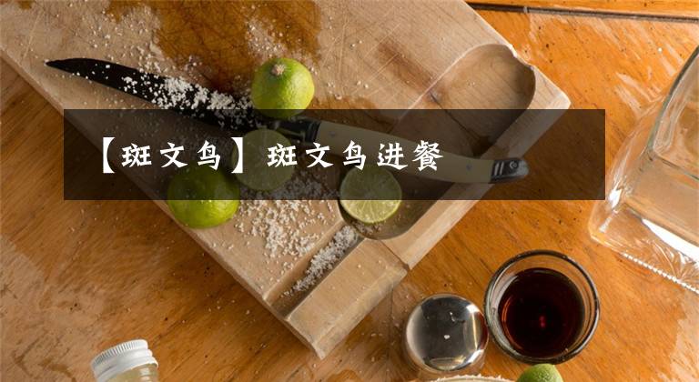 【斑文鸟】斑文鸟进餐