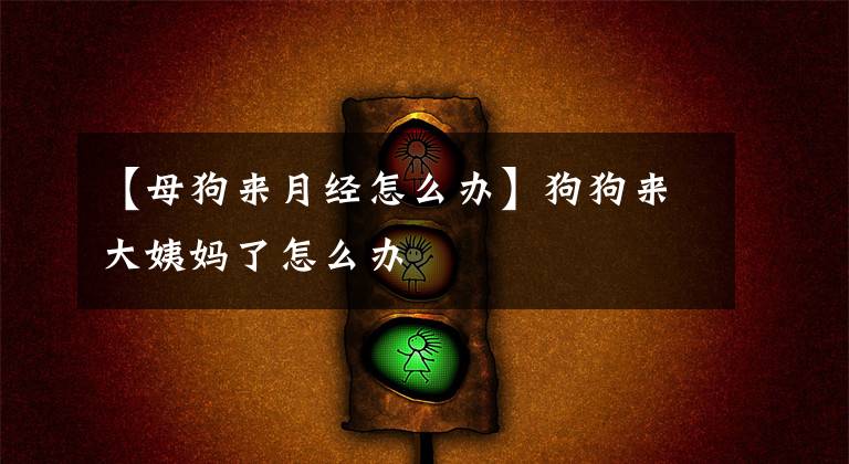 【母狗来月经怎么办】狗狗来大姨妈了怎么办