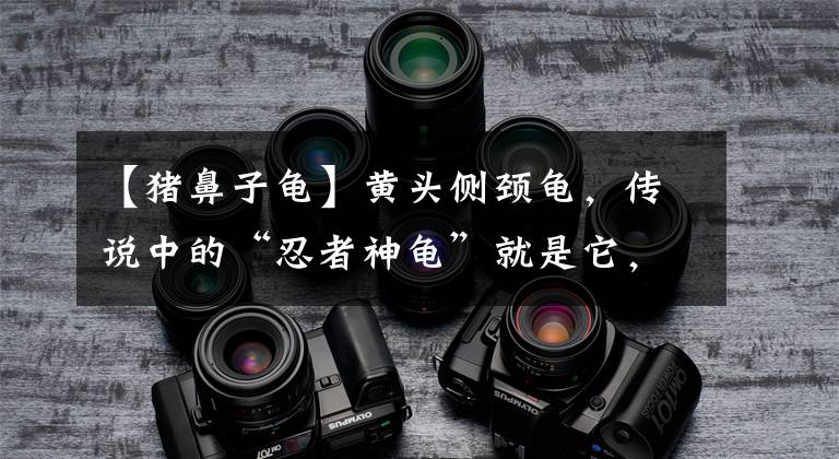 【猪鼻子龟】黄头侧颈龟，传说中的“忍者神龟”就是它，错不了